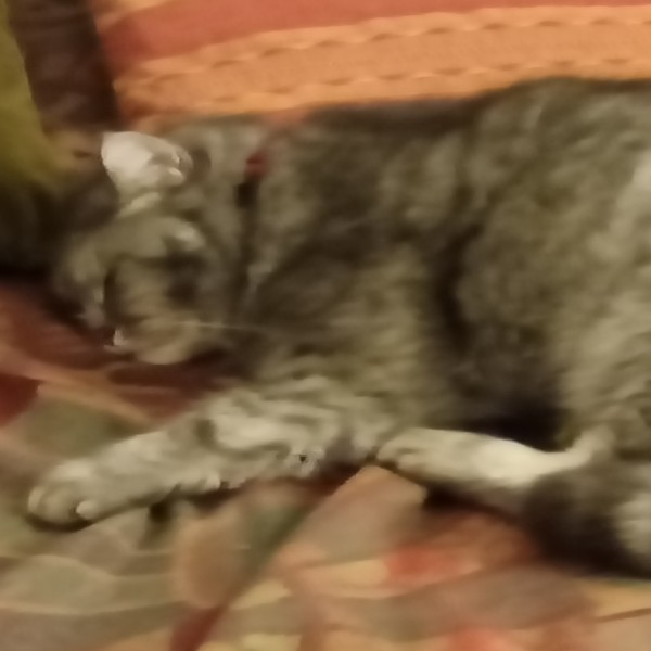 Chatoune