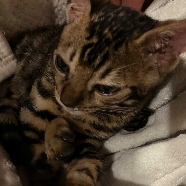 Wisky