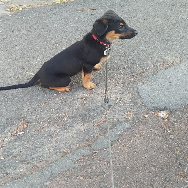 Bella