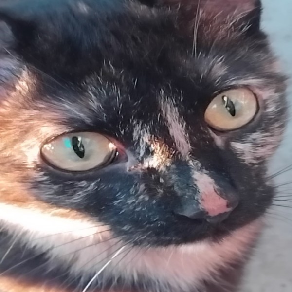 Mocca