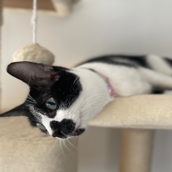 Mia