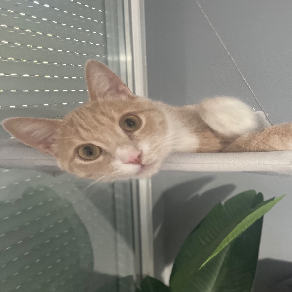 Simba