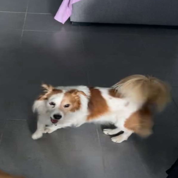 Toby