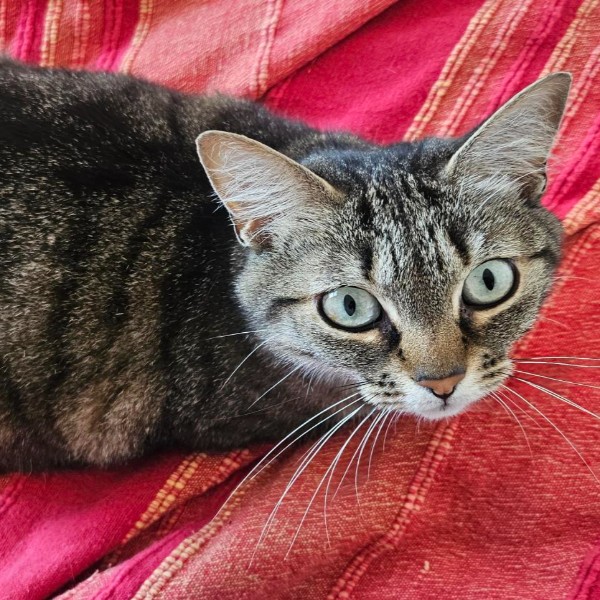 Ziquette