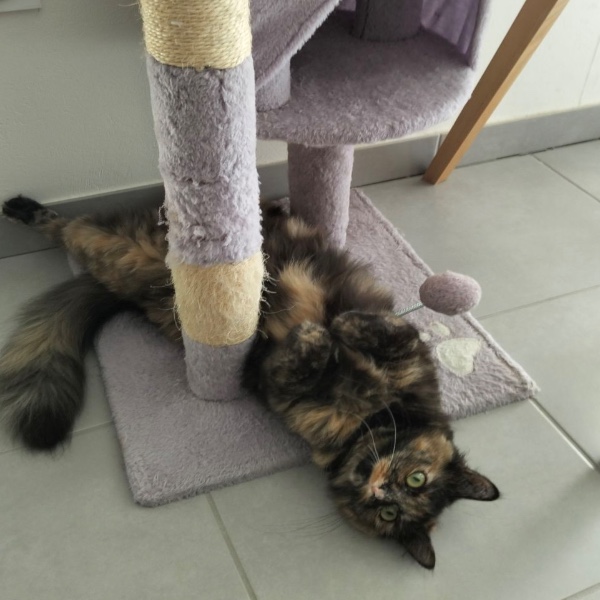 Bella