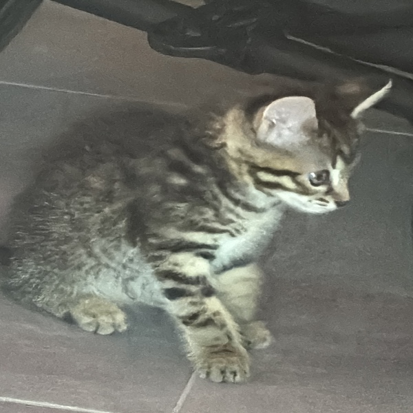 Kika