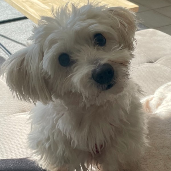 Oscar