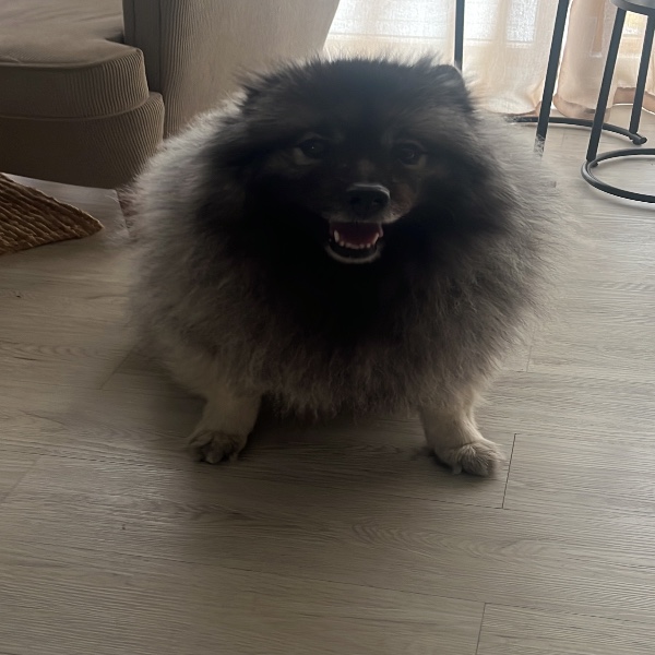 Leika