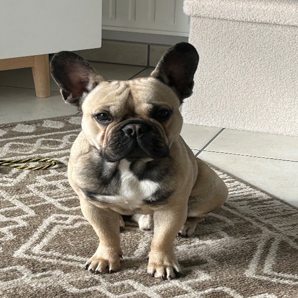 Rocco