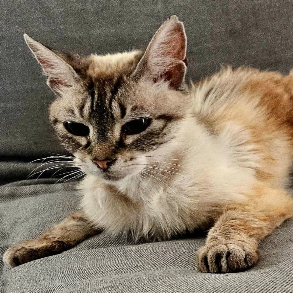 MIMI