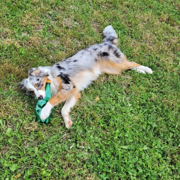 Bella