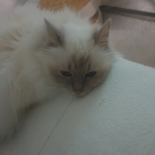 Zoé
