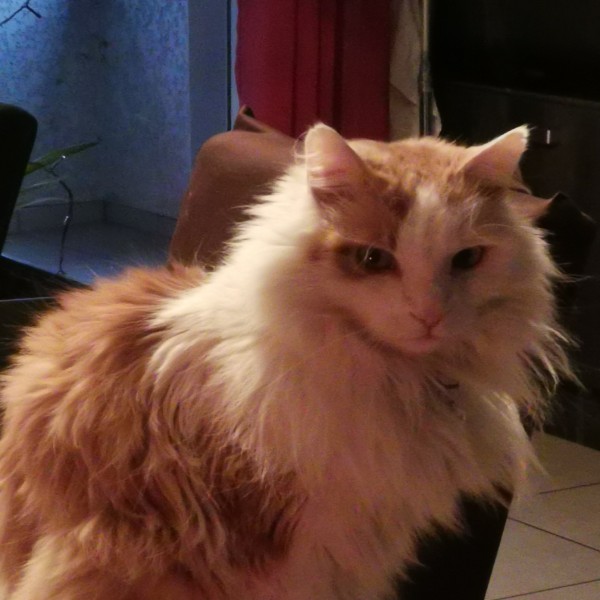 ENZO
