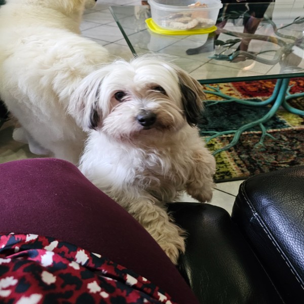 Mimi