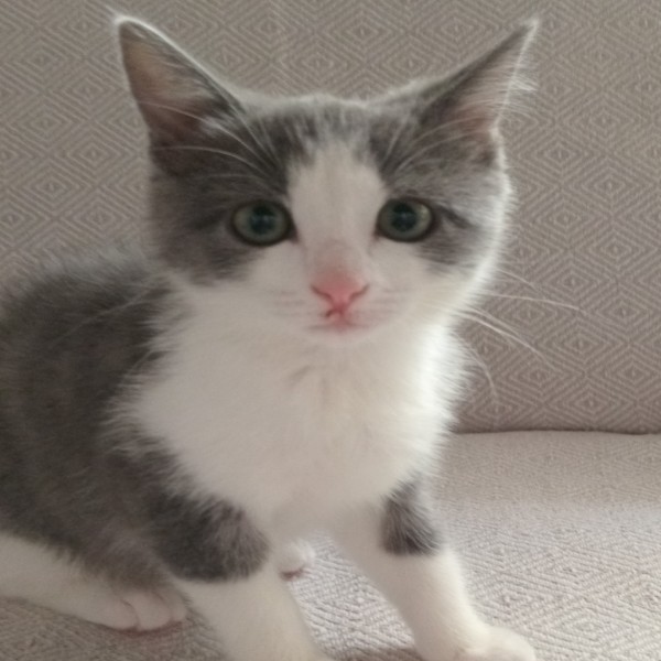 Lola