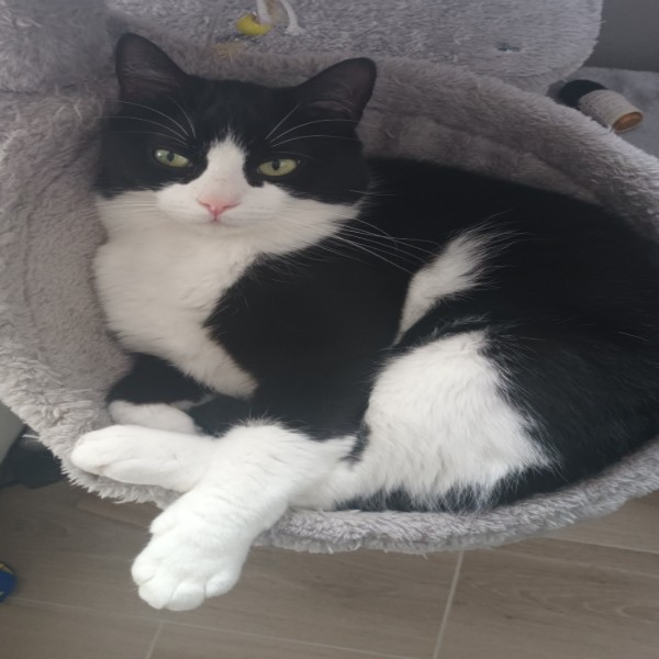 Tyson