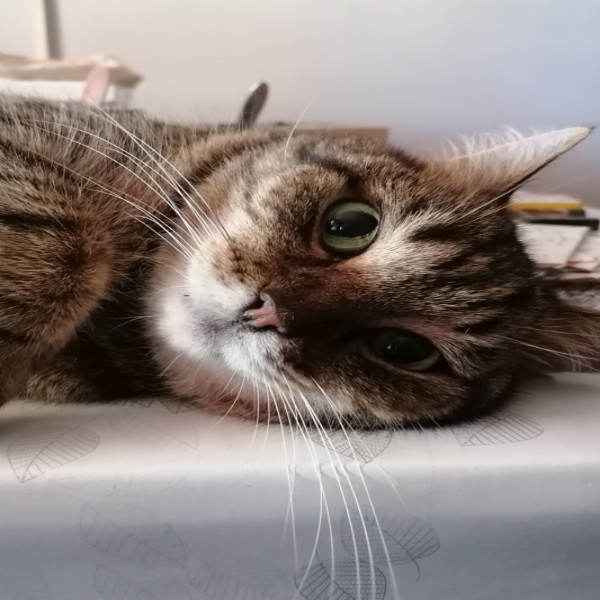 Tigrou