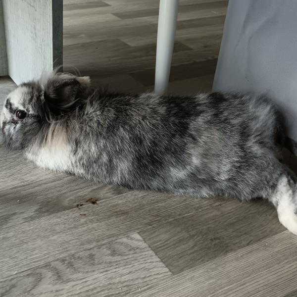 poukie