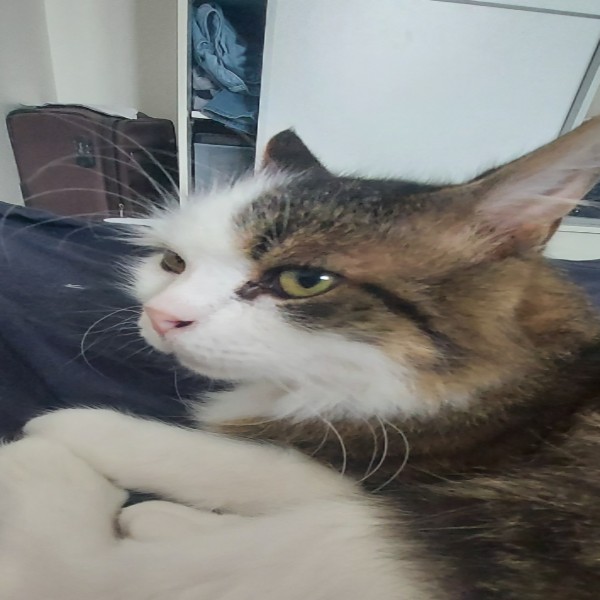 Achille