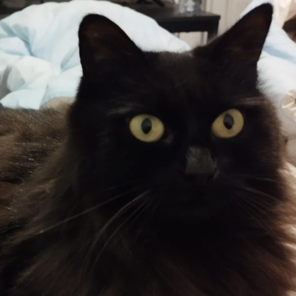Boubou