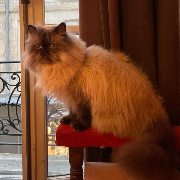 Manolo