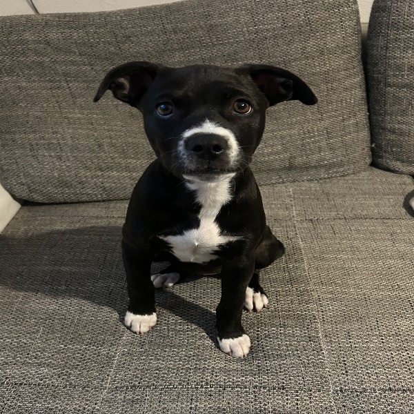 Sheila