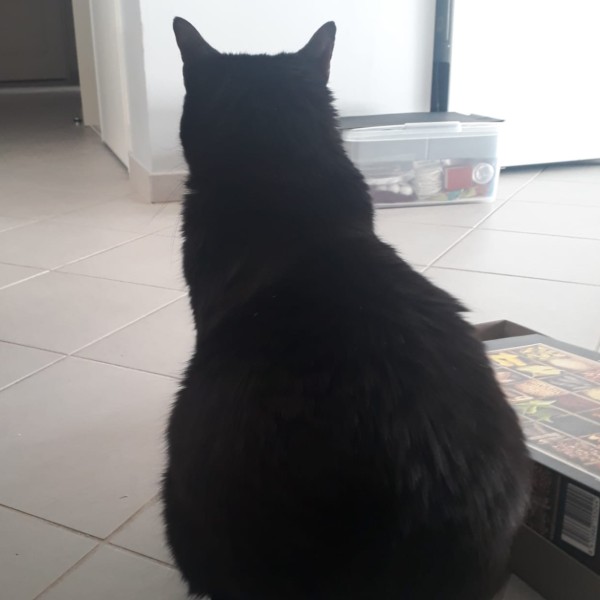 Mezzo