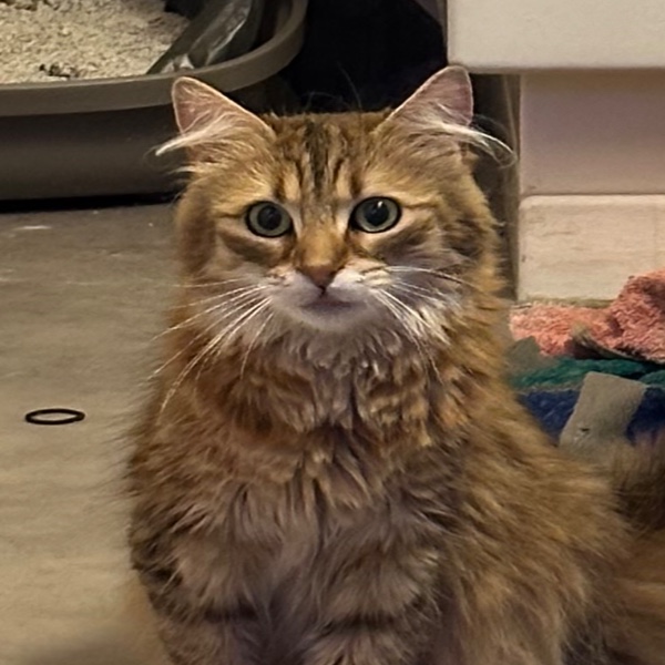 Keyko