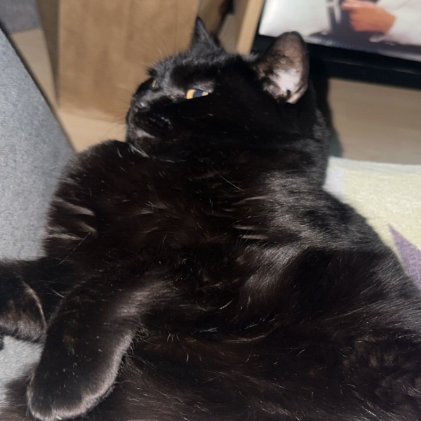Fifi