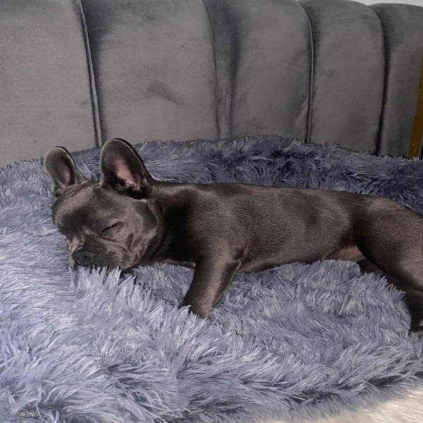 Lila