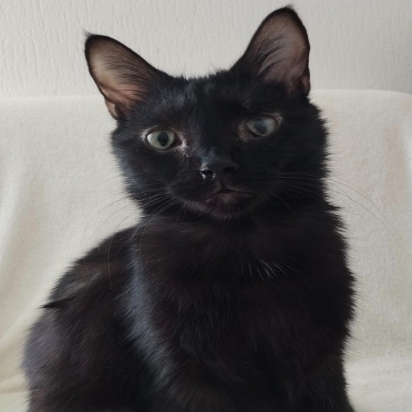 Bob