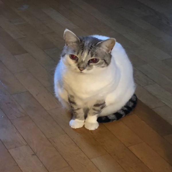Chouquette