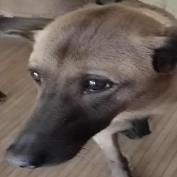 Bobun