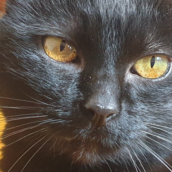Wilma