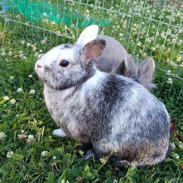 Lola