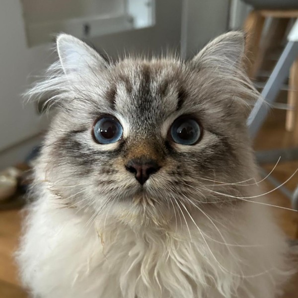 Catsy