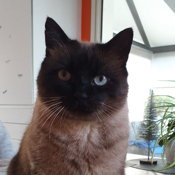 Minou