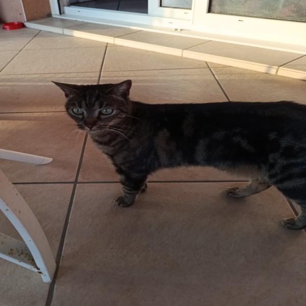 Nala