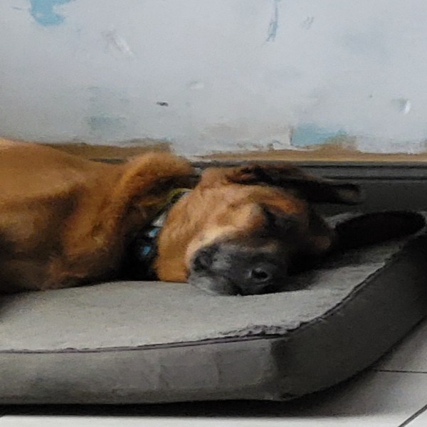 Rex