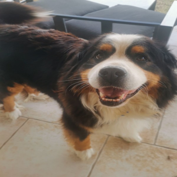 Pumba