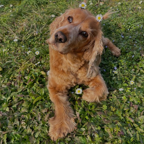 NIKI