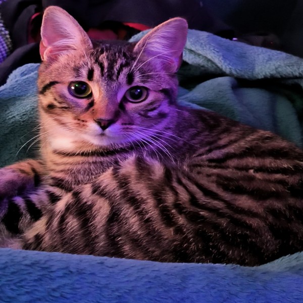 Sora
