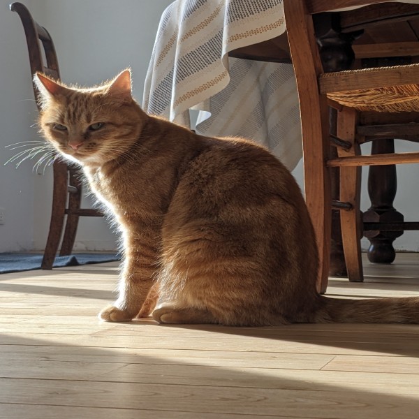Noisette