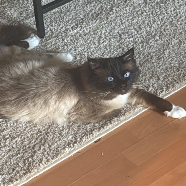 Simba