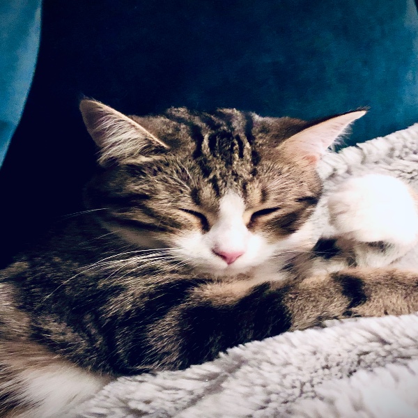 Nova