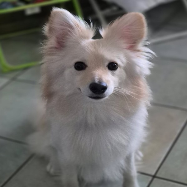 Nala