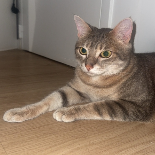 Simba