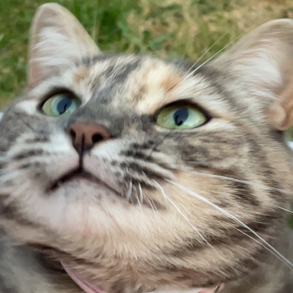 Tessy