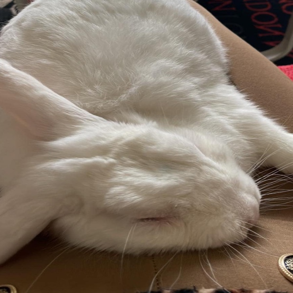 Tokki