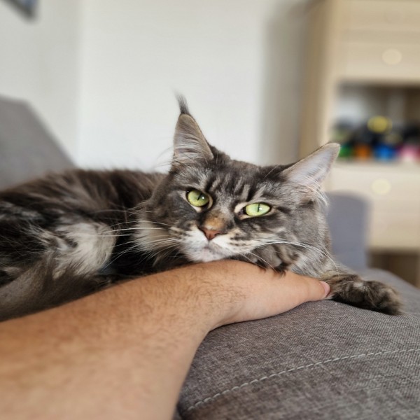 Ulka